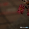 夢の後