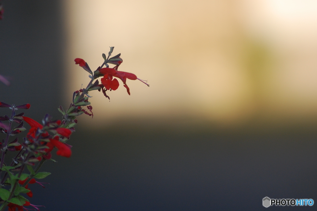 日影の花