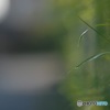 物憂げな黄昏時