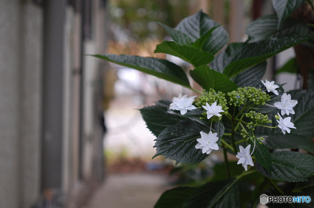 入口の紫陽花