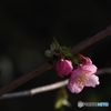 叙情の時