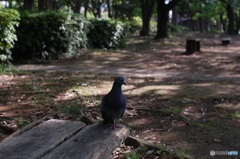 一本足の鳩が居る公園