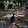 一本足の鳩が居る公園