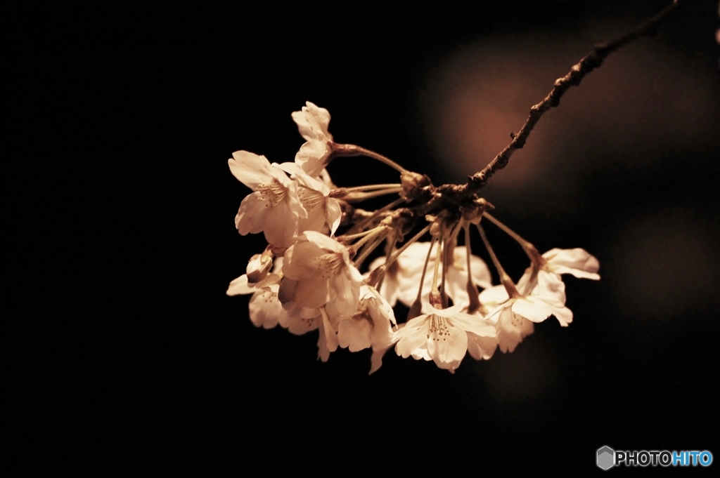 おぼろ桜