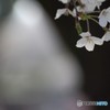 明日への兆し