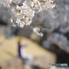 春を切り取る女性