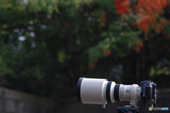 カワセミ待ちの君へ