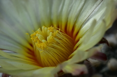 サボテンの花の