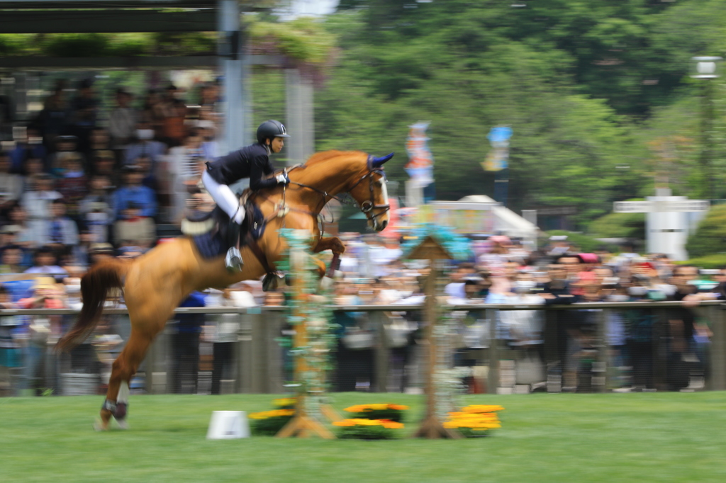 20160503JRAホ馬事公苑馬術大会05031104_33