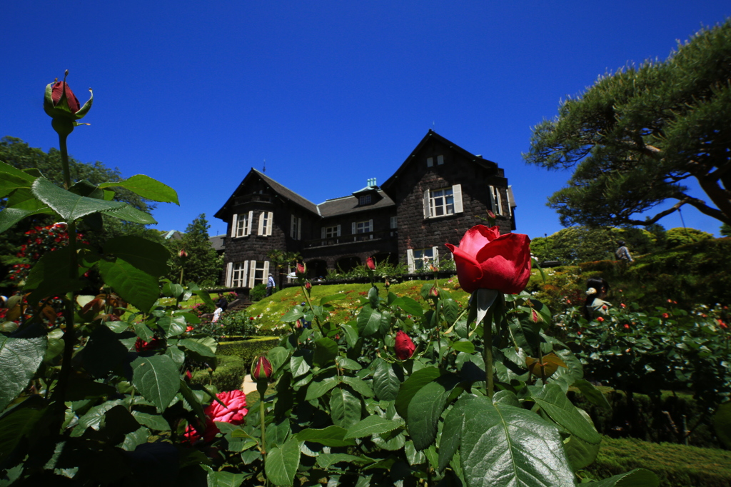 20160504都立庭園めぐり_旧古河庭園_Carl Zeiss Distago