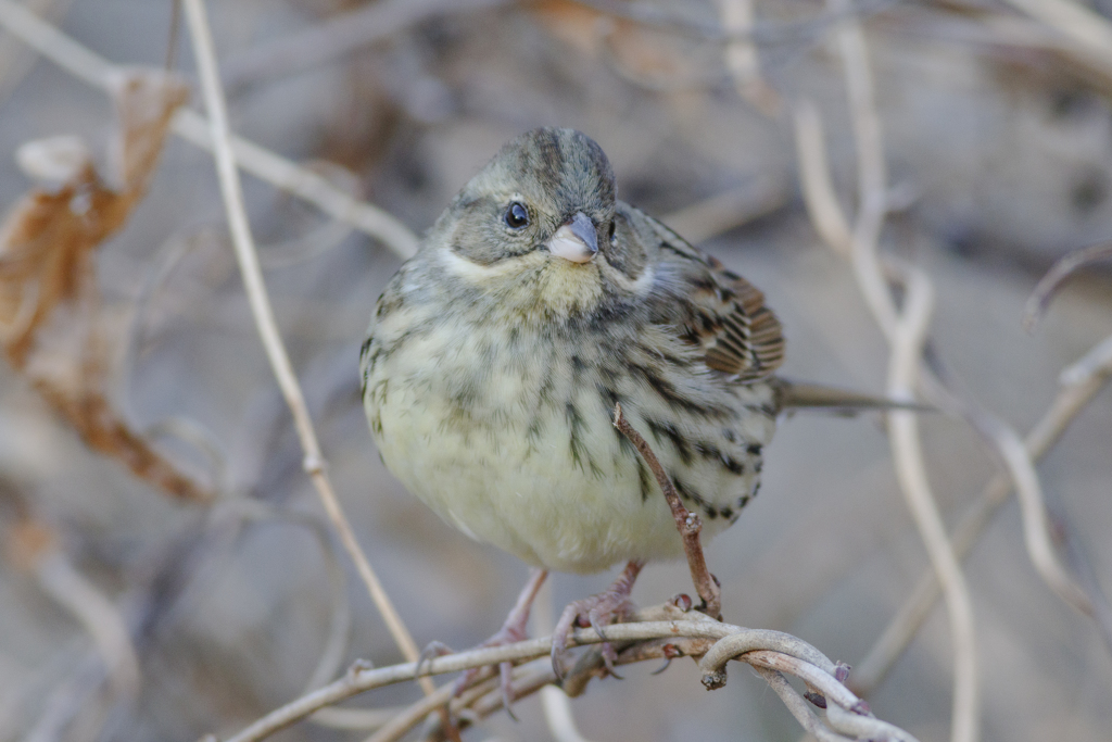 野鳥撮影