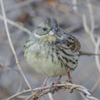 野鳥撮影