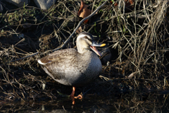 野鳥撮影