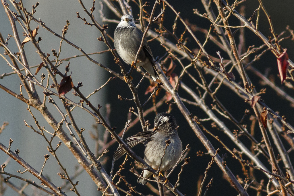 野鳥撮影