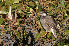 野鳥撮影