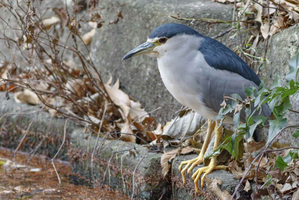 野鳥撮影