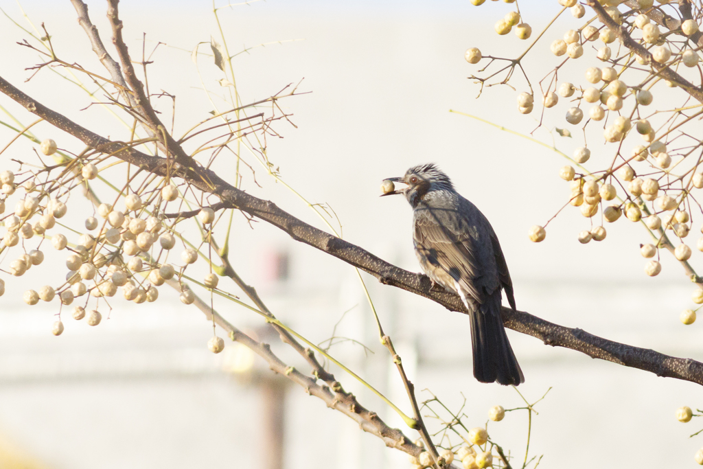 野鳥撮影