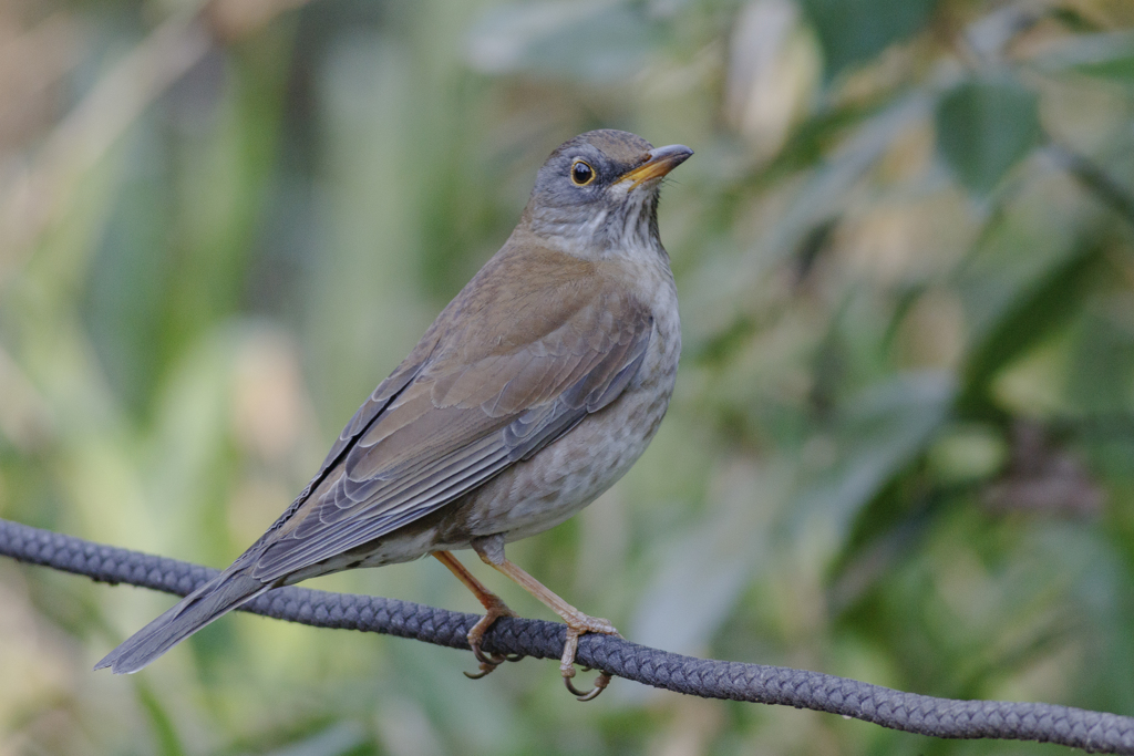 野鳥撮影