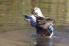 野鳥撮影