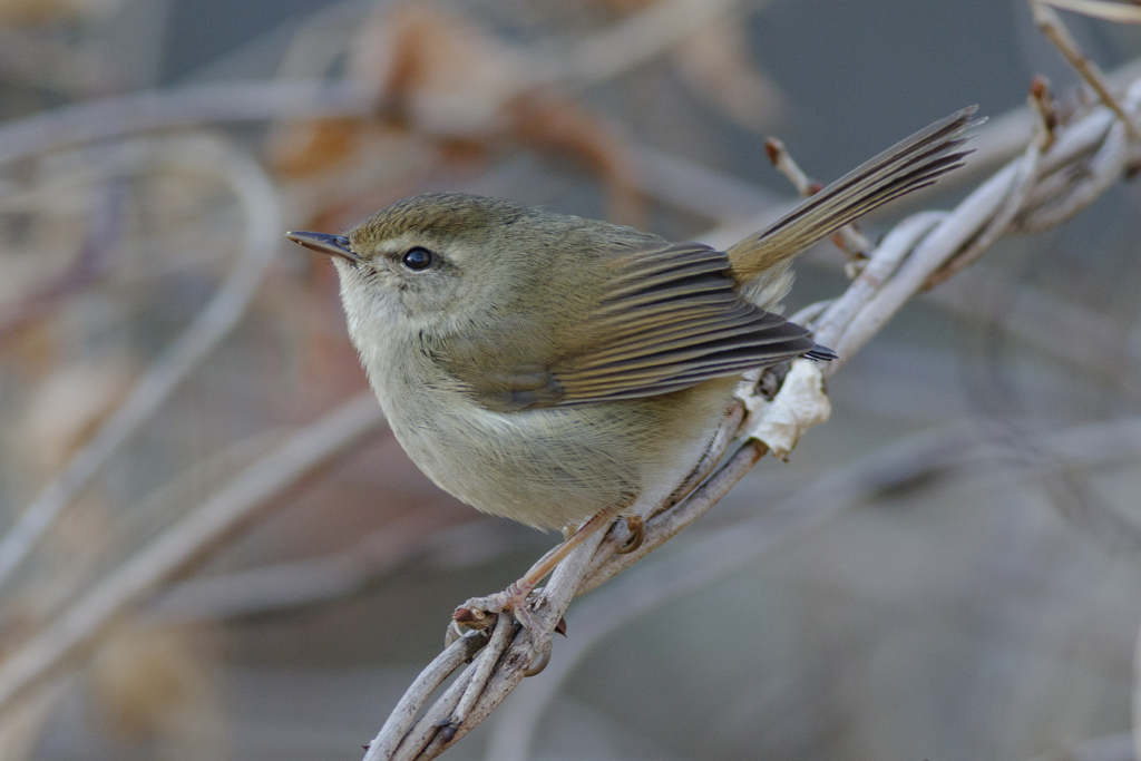 野鳥撮影