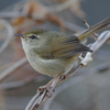 野鳥撮影