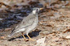 野鳥撮影