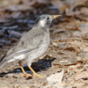 野鳥撮影