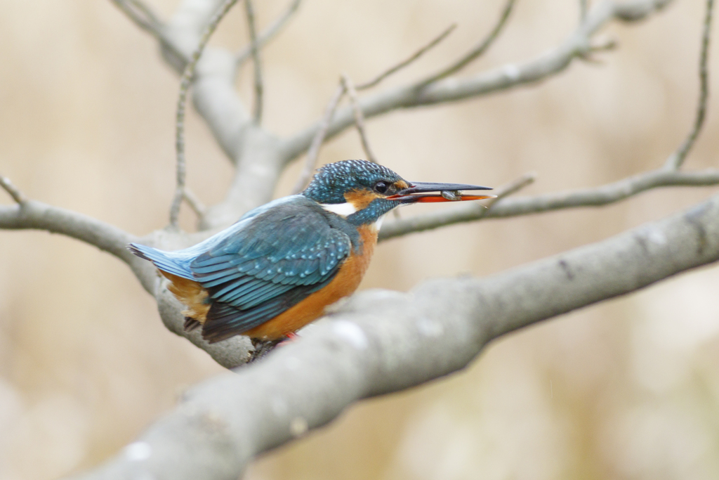 野鳥撮影