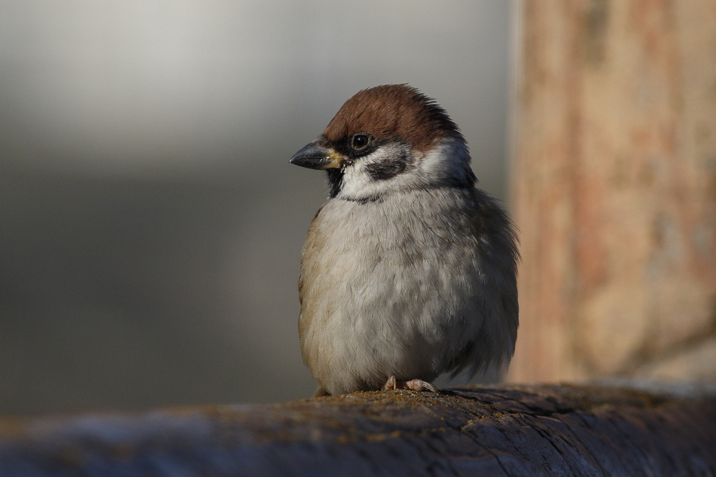 野鳥撮影