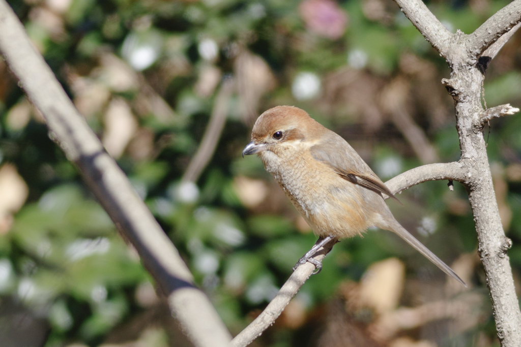 野鳥撮影