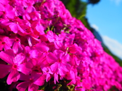 芝桜その2