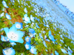 青い花