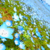 青い花