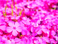 芝桜