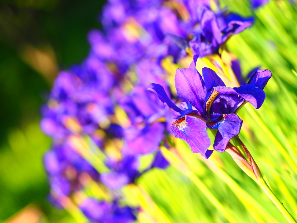 紫色の花