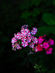おめでたい紫陽花