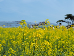 菜の花