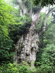 THE縄文杉