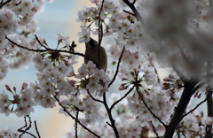 やんちゃなスズメの贈り物