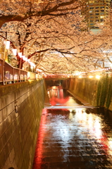 桜と光と目黒川