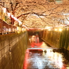 桜と光と目黒川