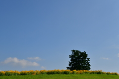 夏空