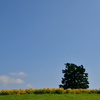 夏空