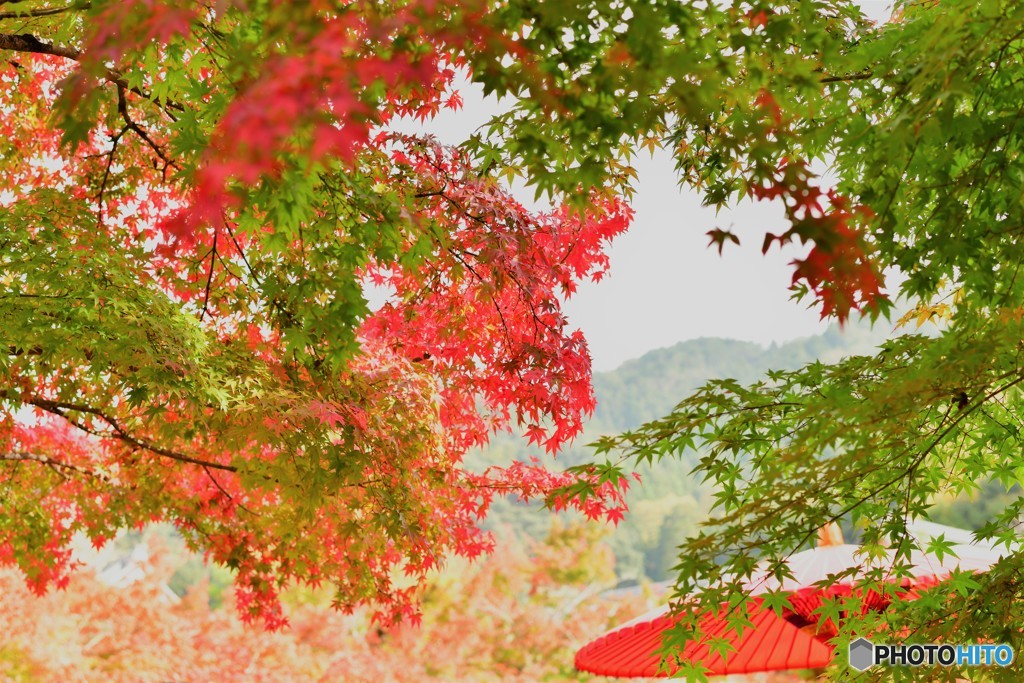 京都永観堂の秋