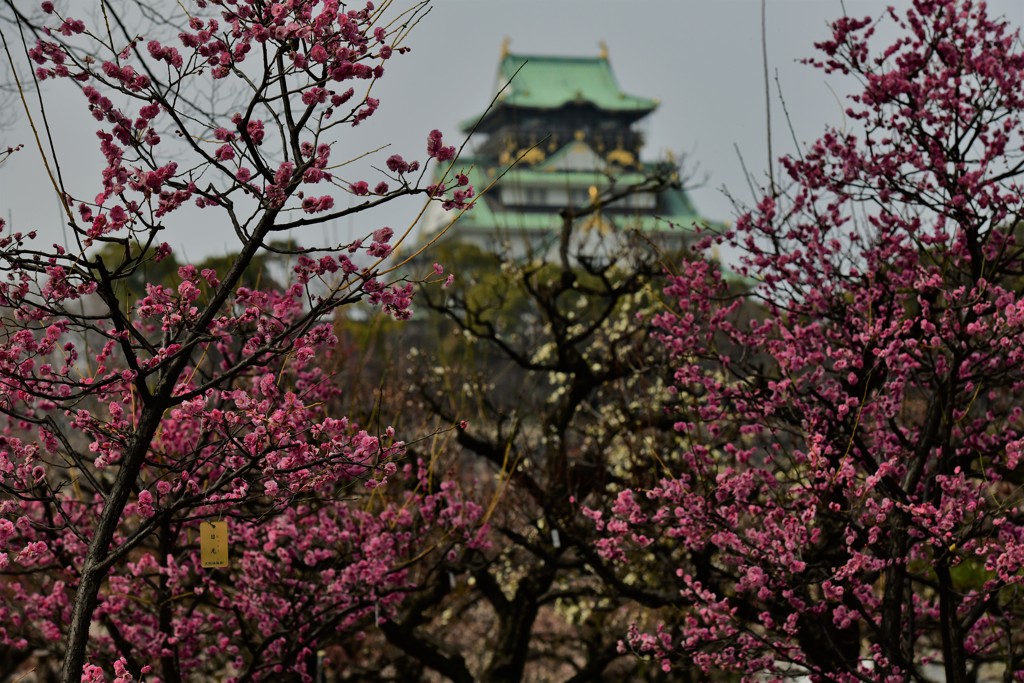 梅と城