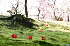 つばきの花