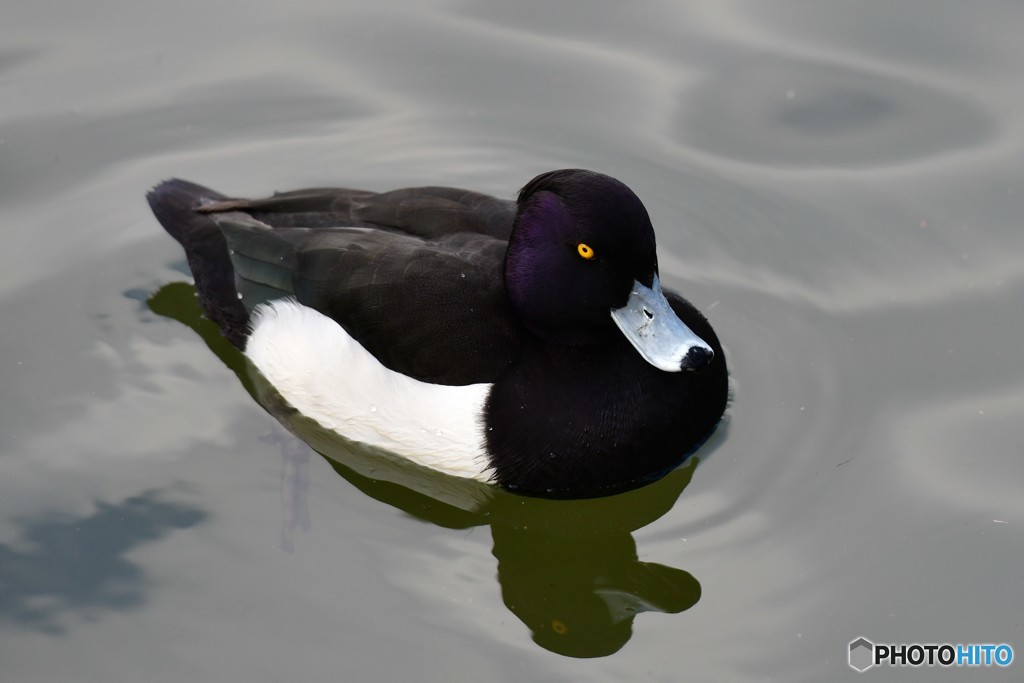鳥さん
