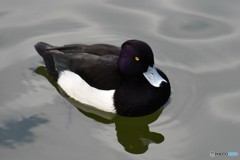 鳥さん