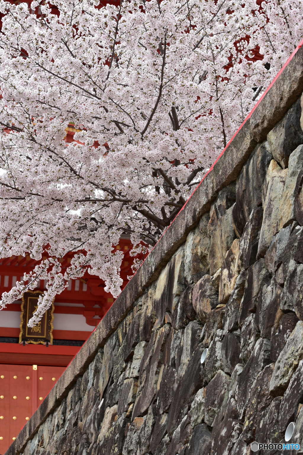 中山寺の桜１