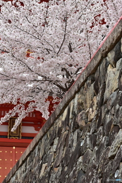中山寺の桜１